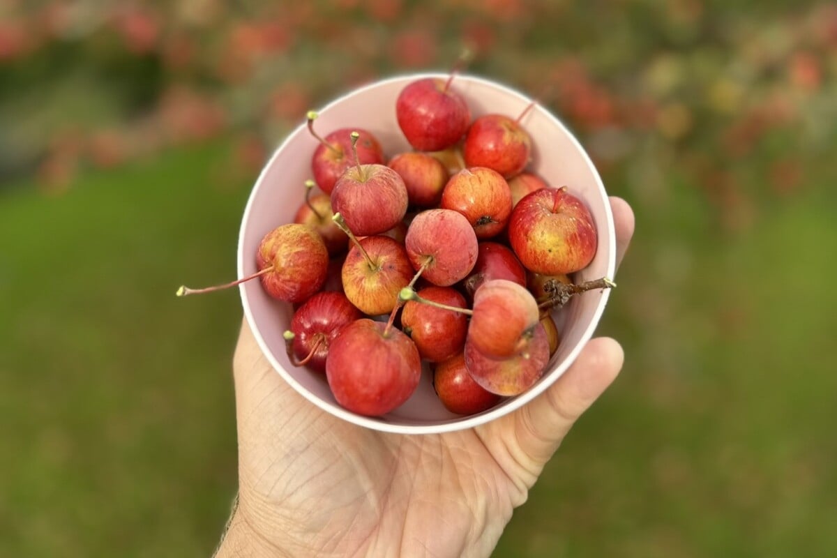 Man's hand holding a dish of crab apples.