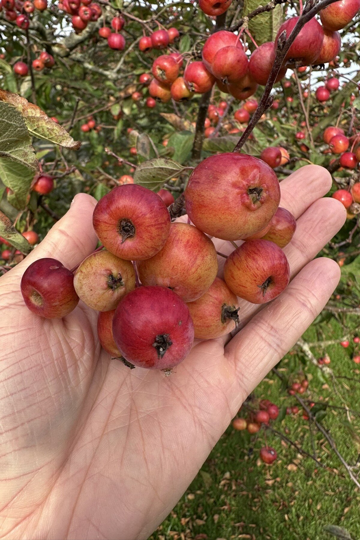 Man's hand holding crab apples.
