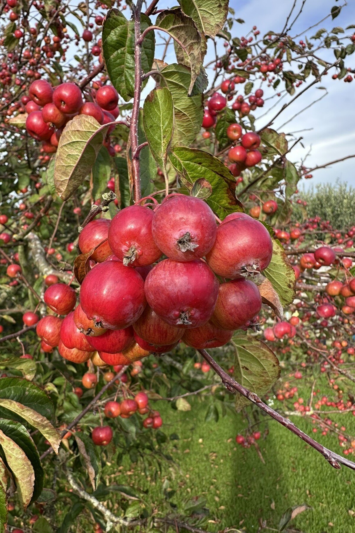 Crab apple tree
