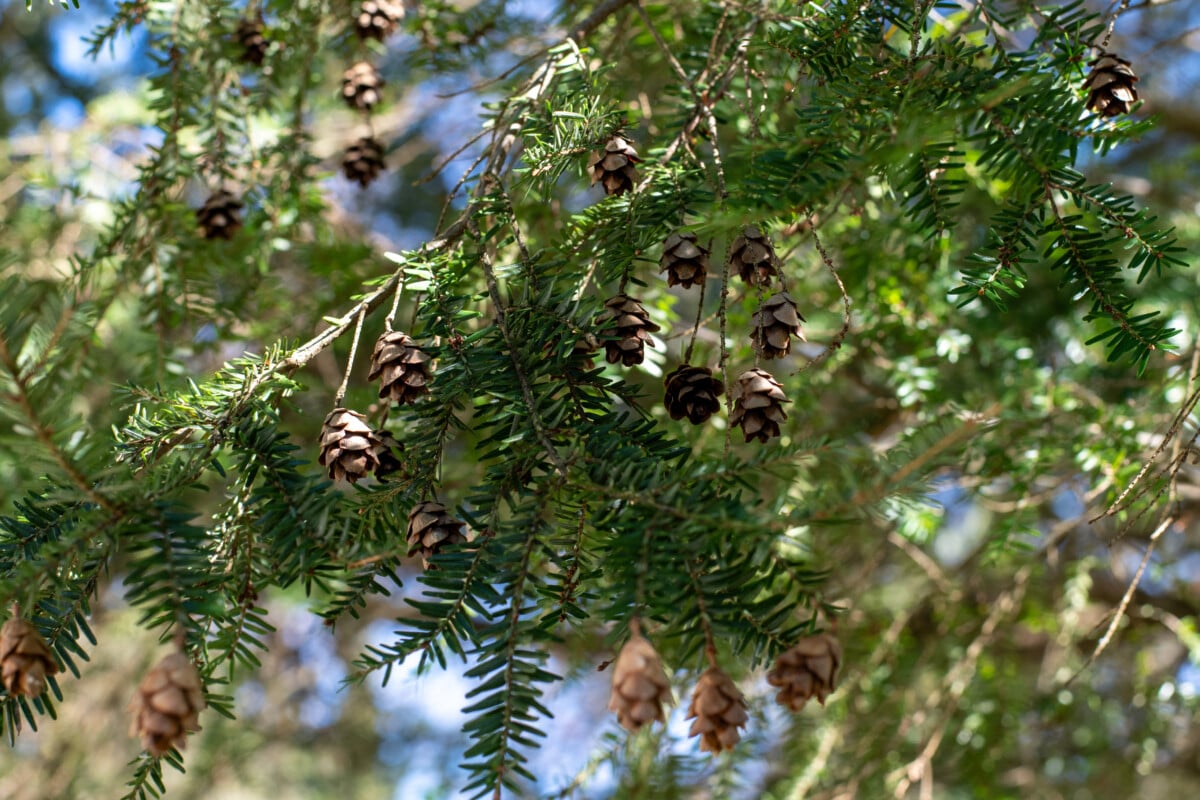 Hemlock cones