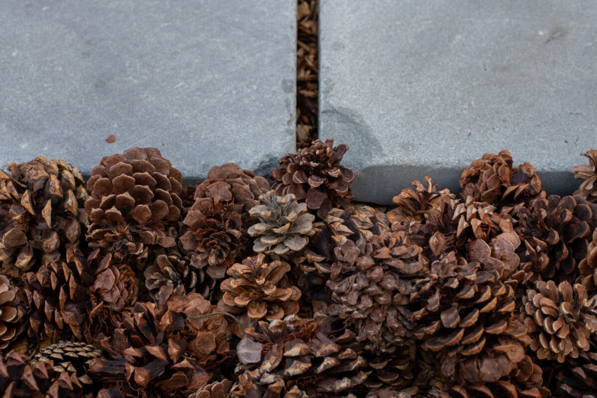 Pine cones as decorative border to stone pathway