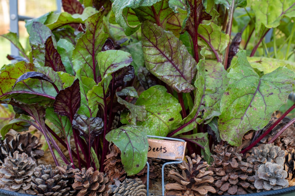 Pine cones used as mulch around beets