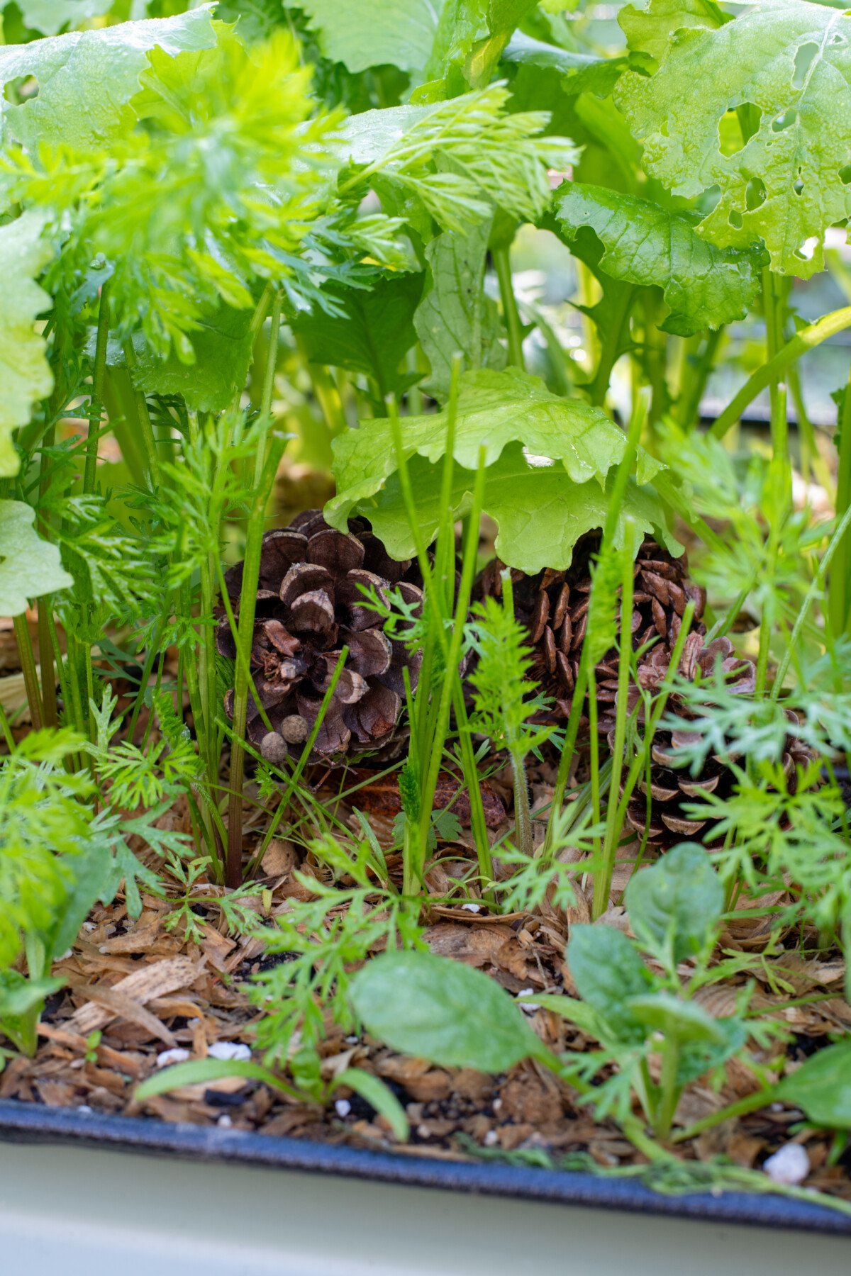 Pine cones in garden for ladybugs