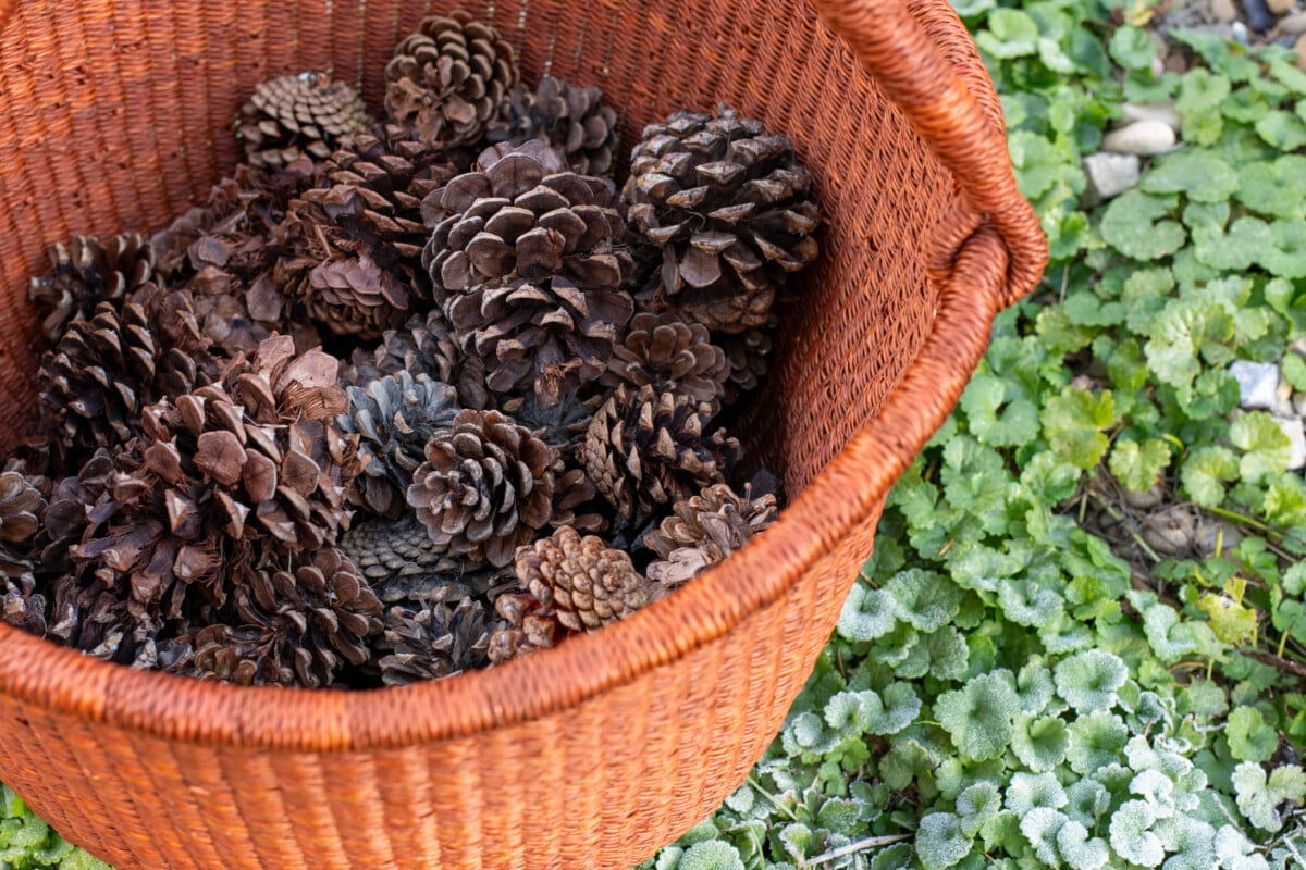 Pine cones in basket