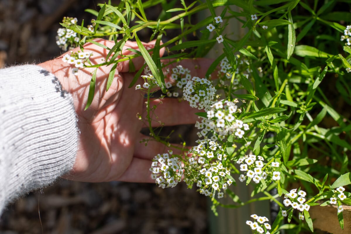 Woman's hand holding sweet alyssum