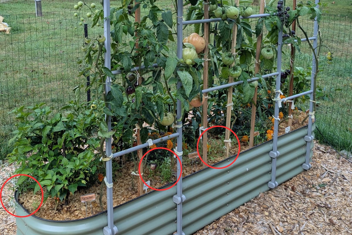 Raised bed with tomatoes and peppers growing and sweet alyssum, highlighted with red circles