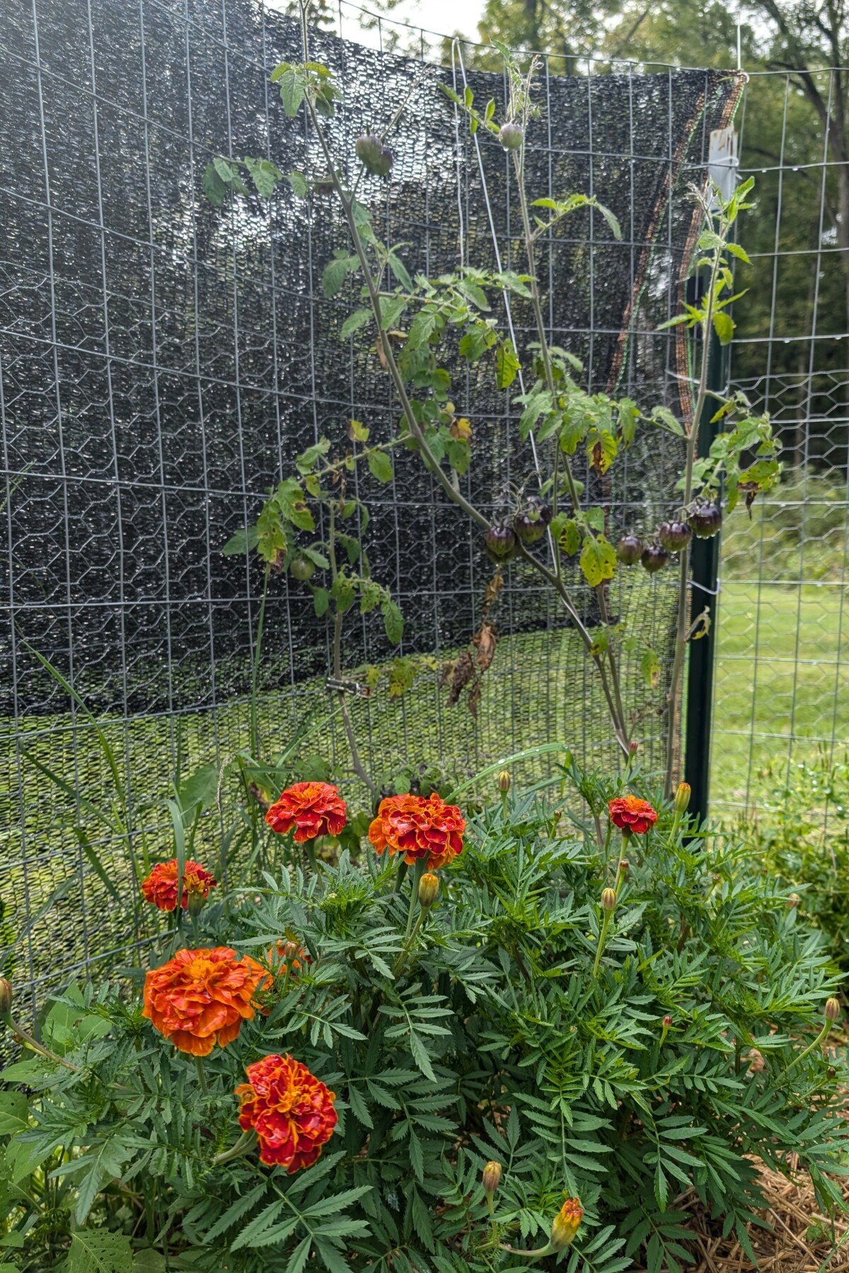 Tomato with marigolds
