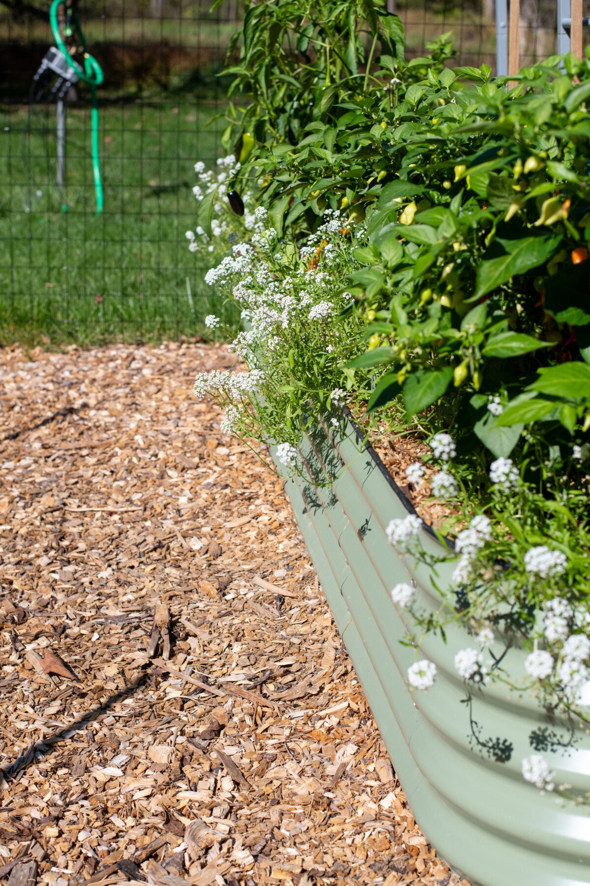 Sweet alyssum spilling over sides of raised beds