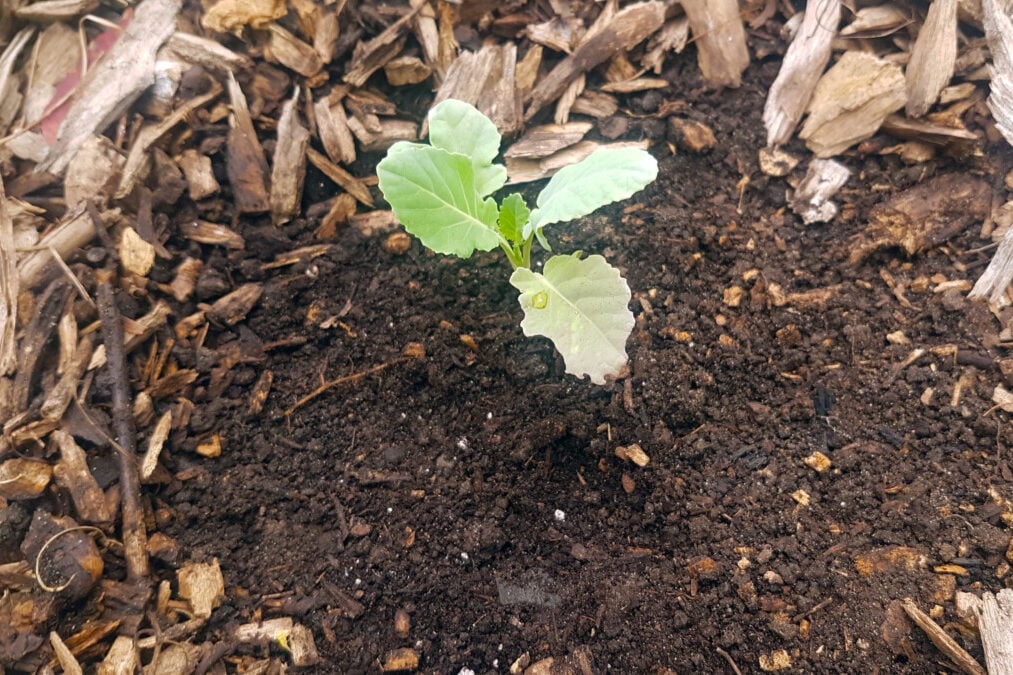 Broccoli seedling
