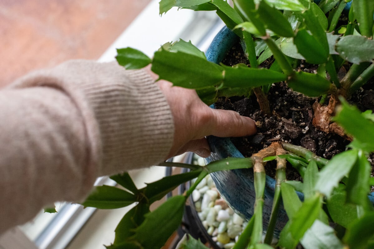 woman sticking her finger in soil of potted houseplant
