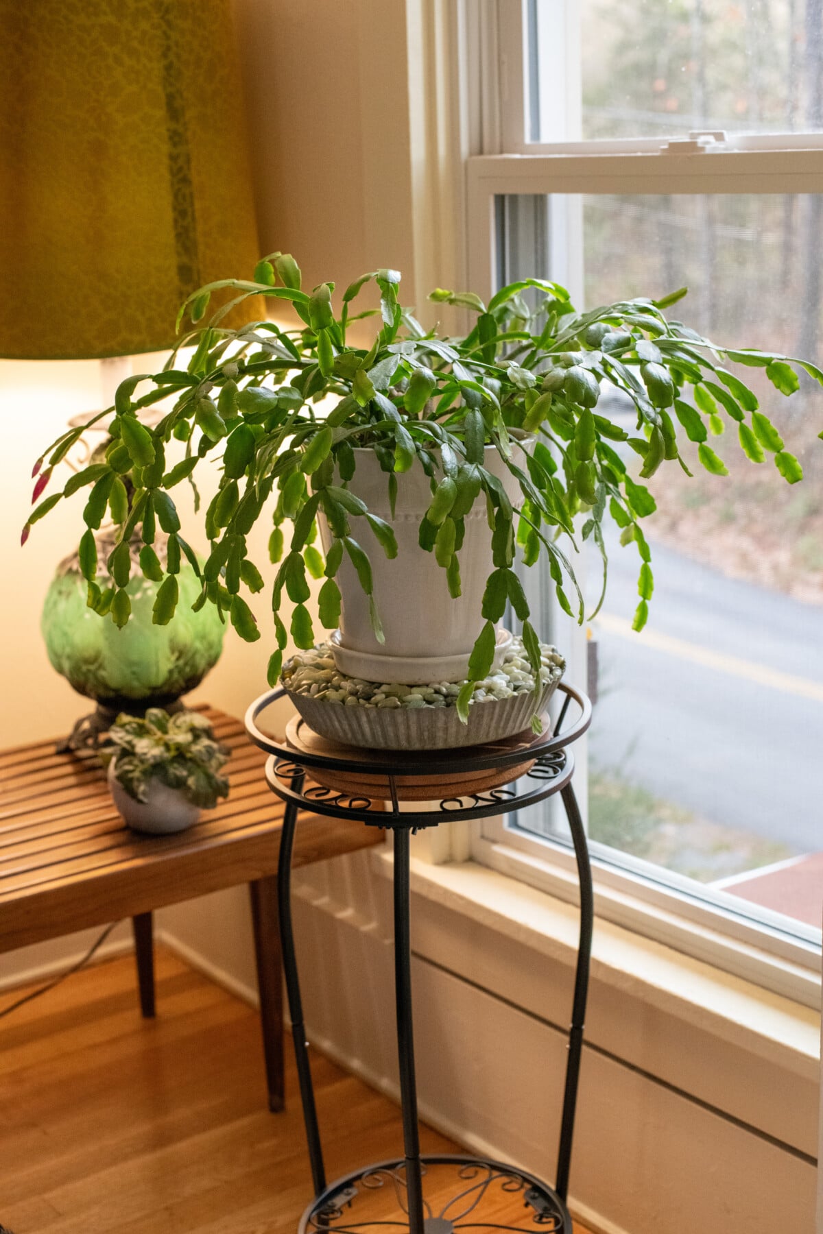 Christmas cactus in plant stand by window