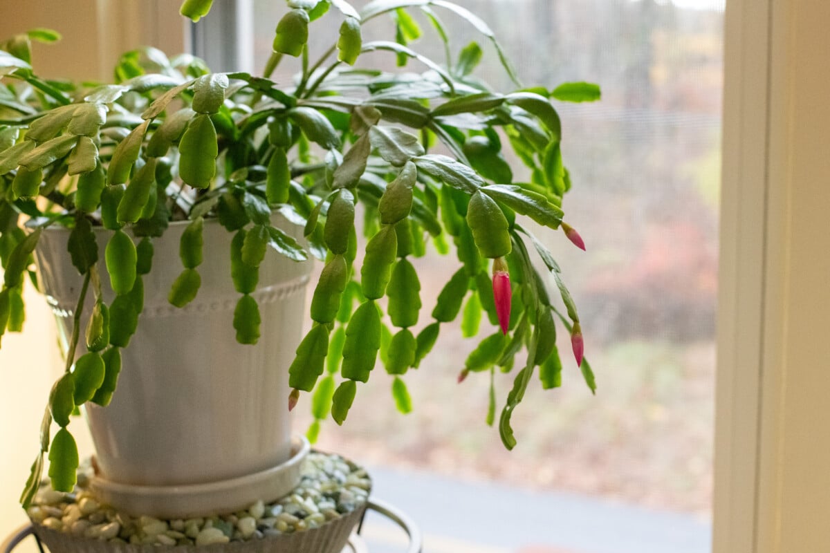 Christmas cactus with buds