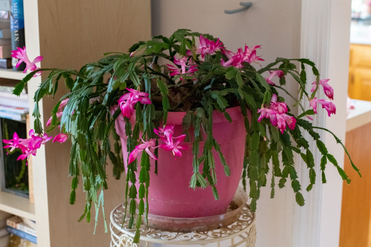 Flowering Schlumbergera truncata