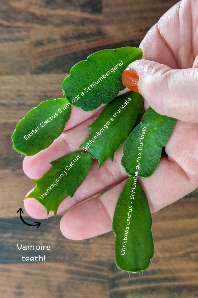Three segments from holiday cacti with labels IDing each.