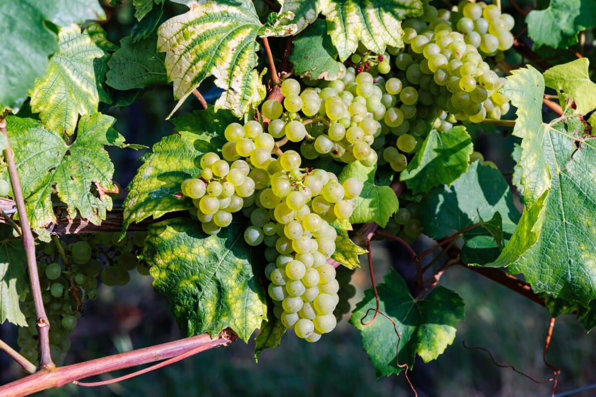 Green grapes on the vine
