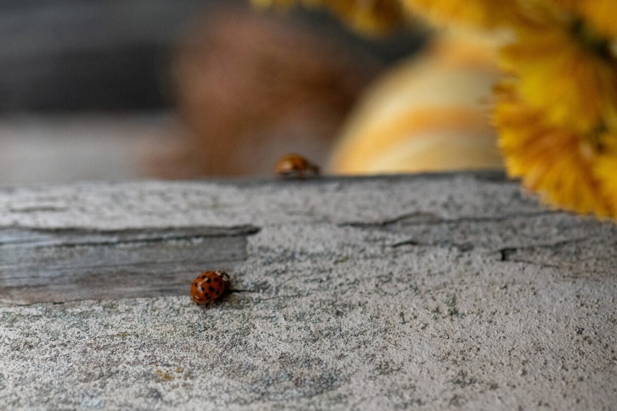 Lady bugs crawling on stairs, soft focus flowers in background