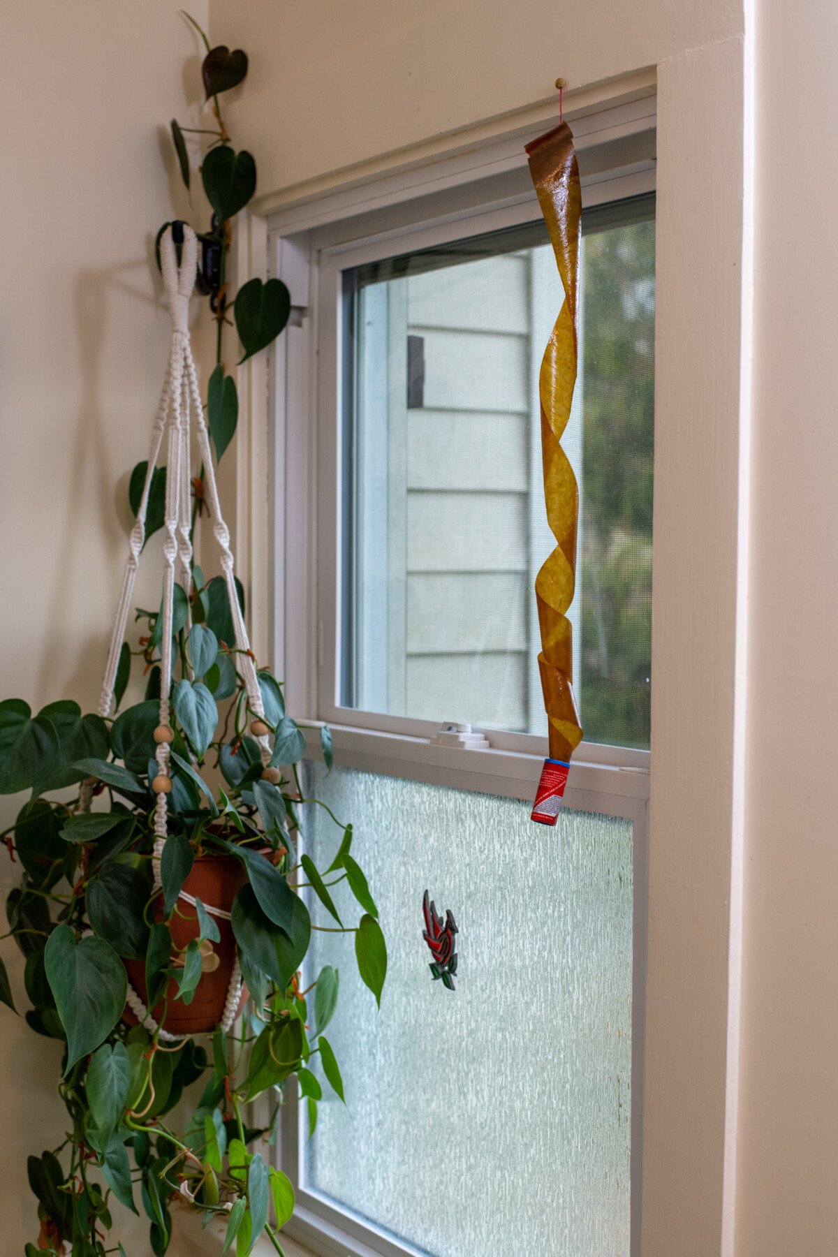 Sticky fly trap hanging in window
