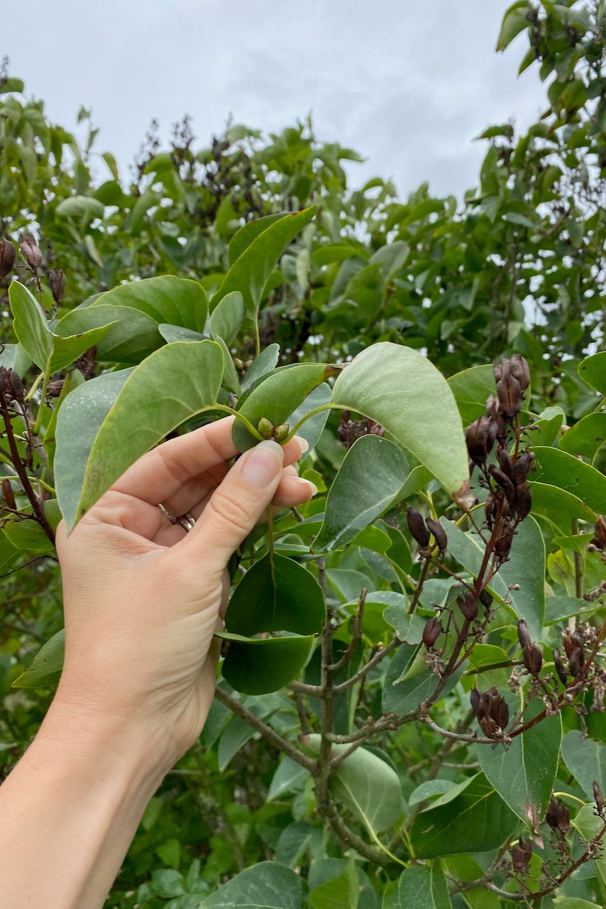 Woman's hand holding lilac flower bud on shrub