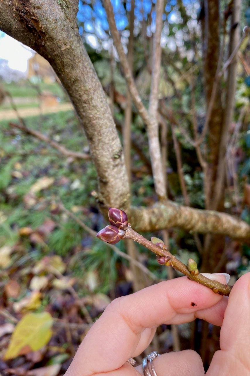 Woman's hand holding lilac bud