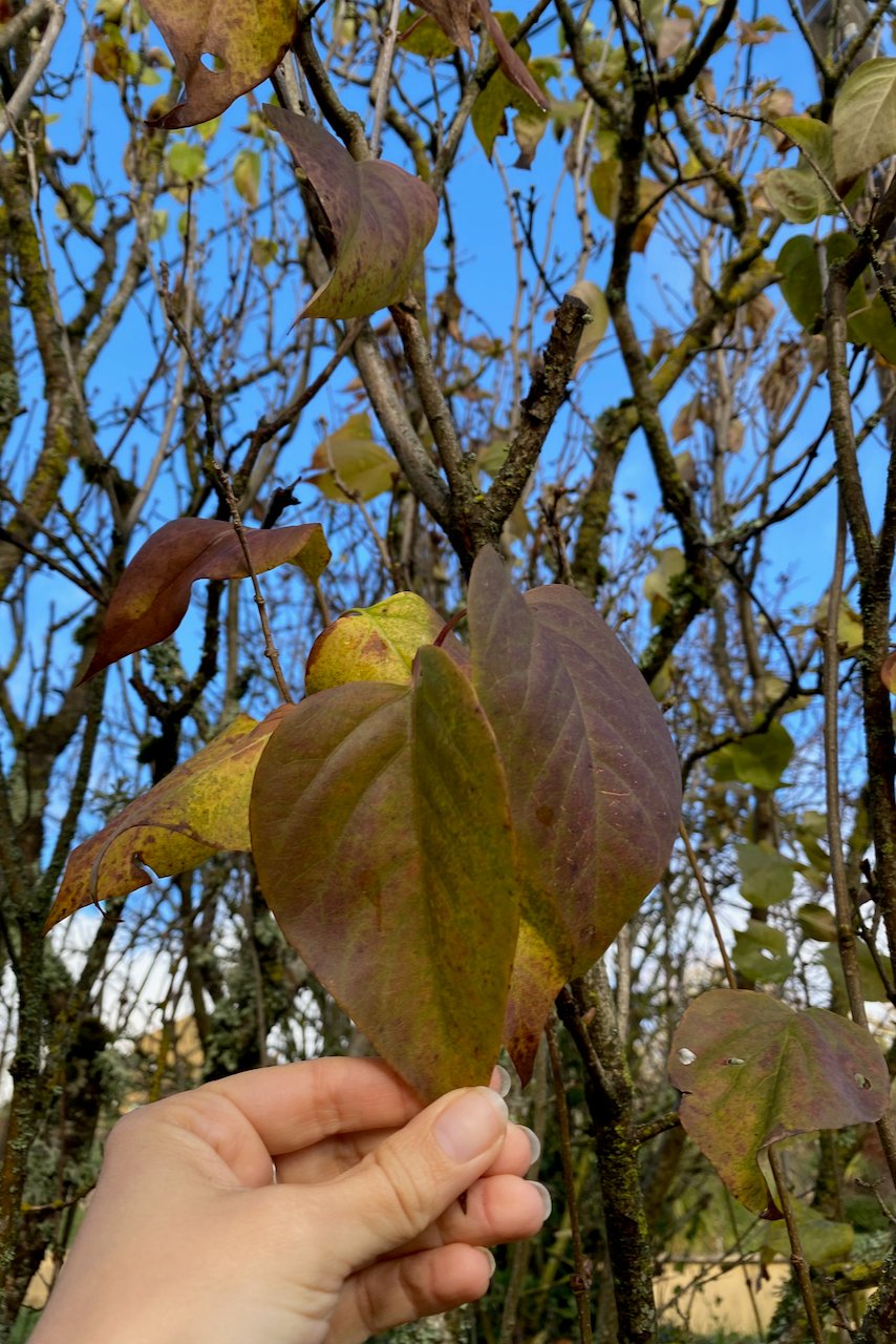 Woman's hand holding fall lilac leaf
