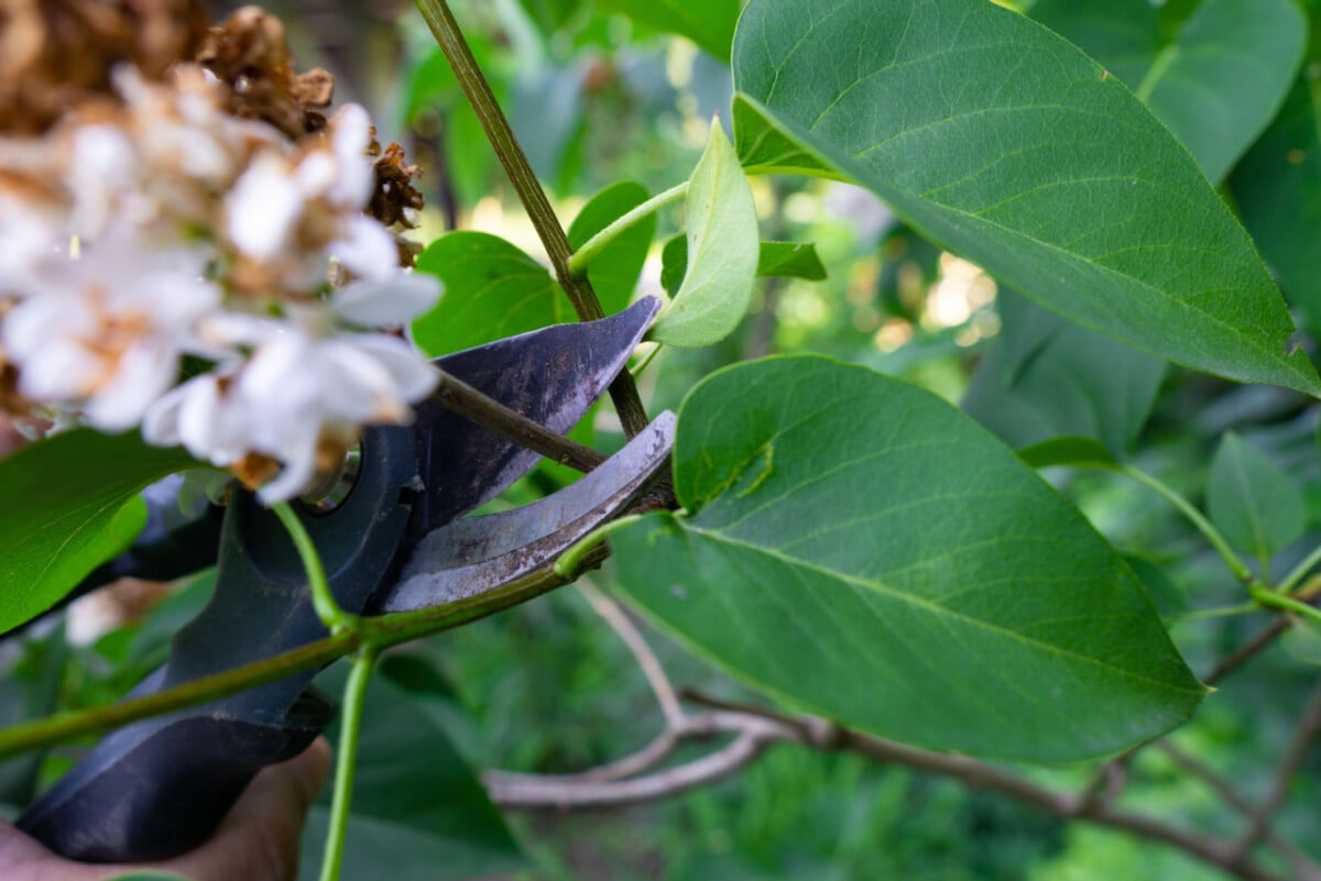 Pruners cutting a faded lilac bloom.