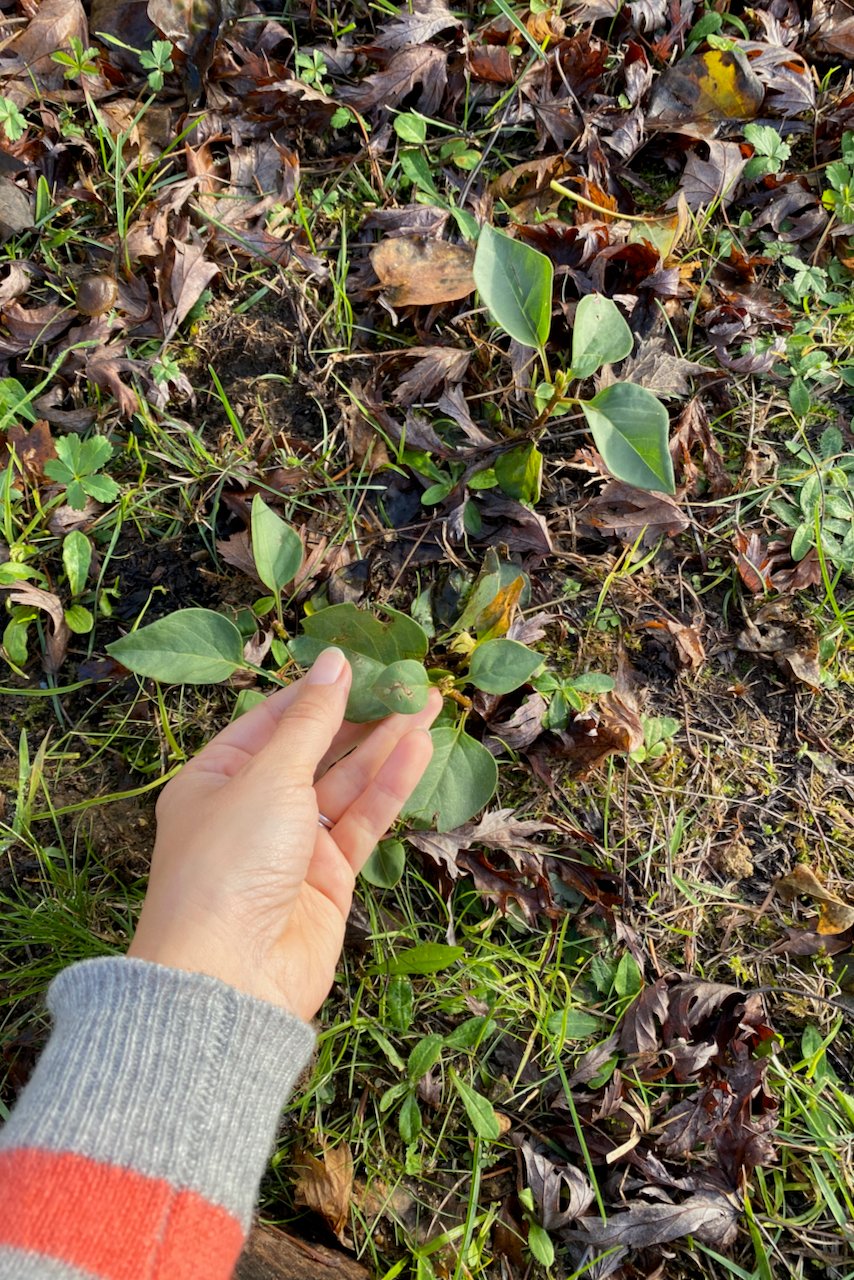 Woman's hand holding lilac sucker