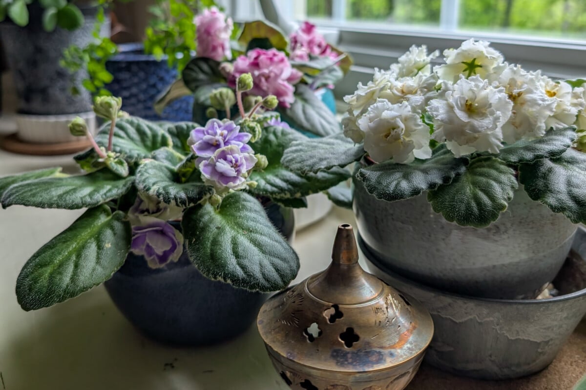 African violets