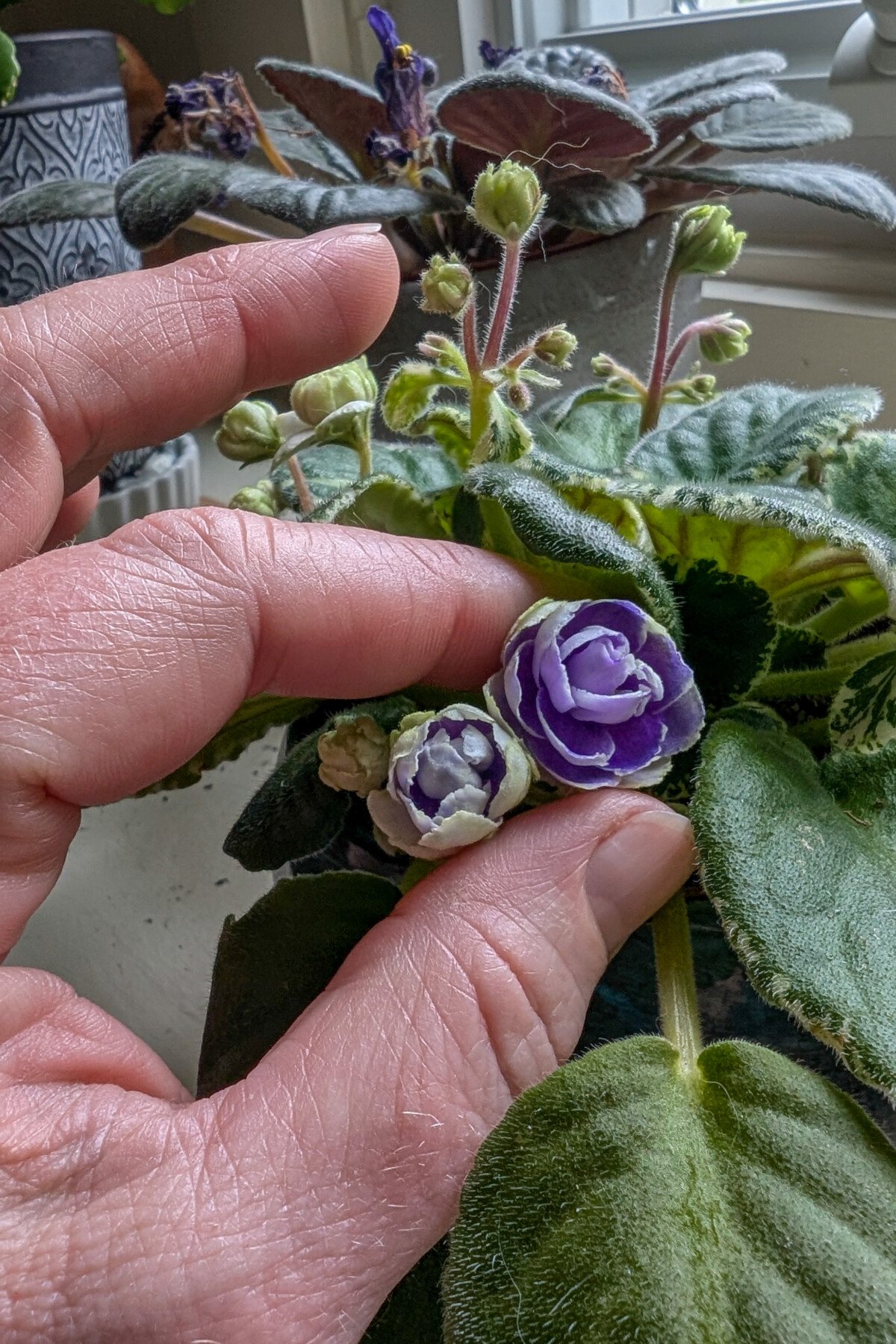 Woman's hand holding tiny African violet
