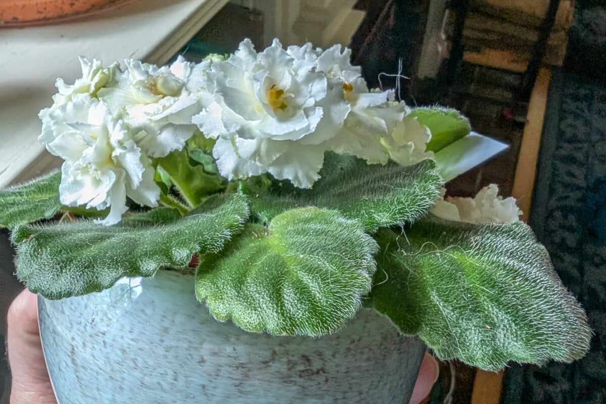 African violet with cat hair on it