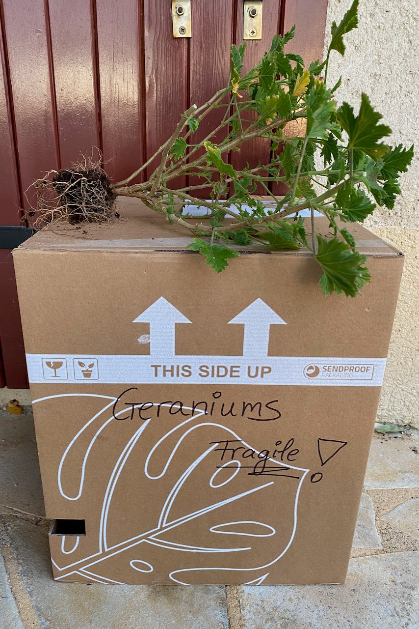 Bare root plant on top of a box labeled "geraniums fragile"