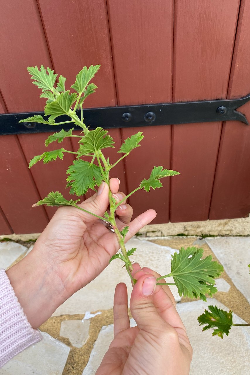 Woman's hand stripping leaves from geranium cutting