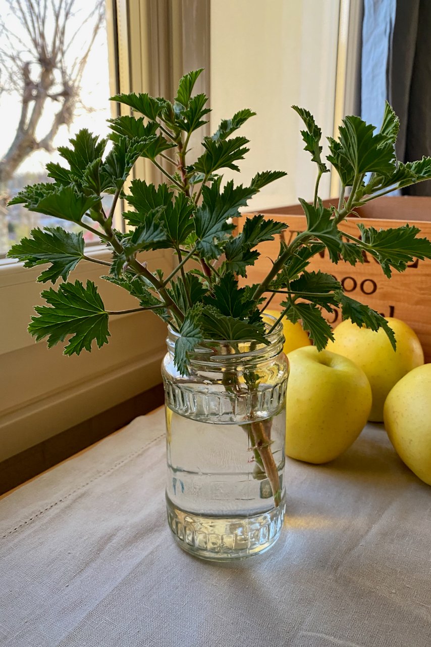 Geranium cuttings jar of water