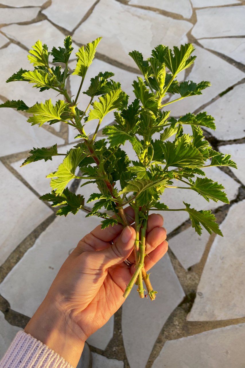 Woman's hand holding geranium cuttings