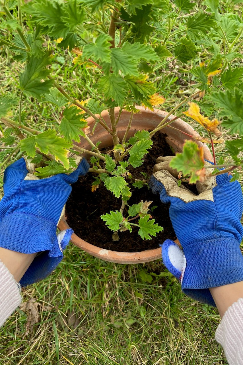 Repotting a geranium