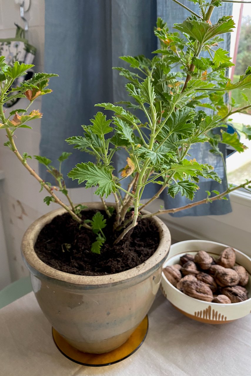Potted geranium by the window