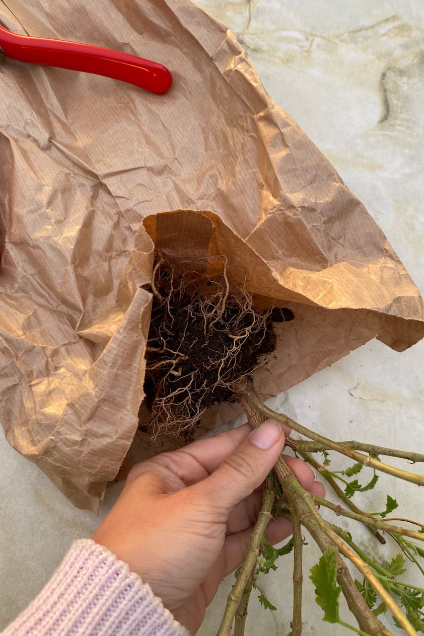 Woman's hand putting bare root plant in paper bag