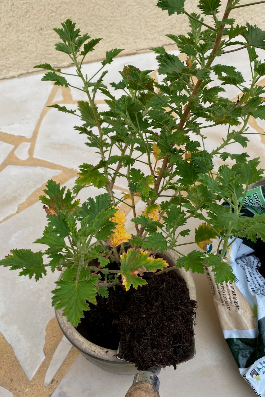 Adding potting soil to a potted geranium