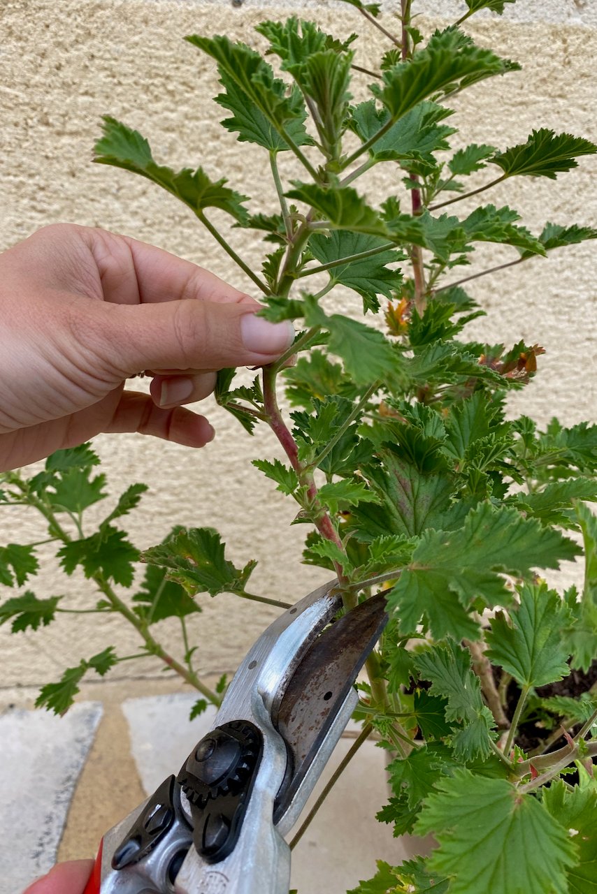 Woman's hand taking geranium cuttings with hand pruners