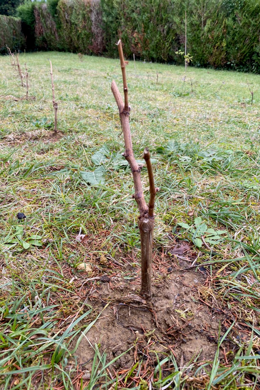 Newly planted grapevine