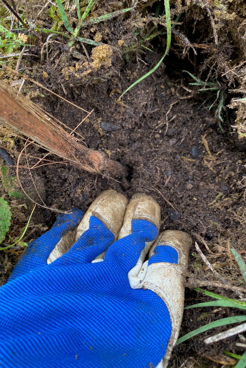Gloved hand pressing soil around newly planted grapevine