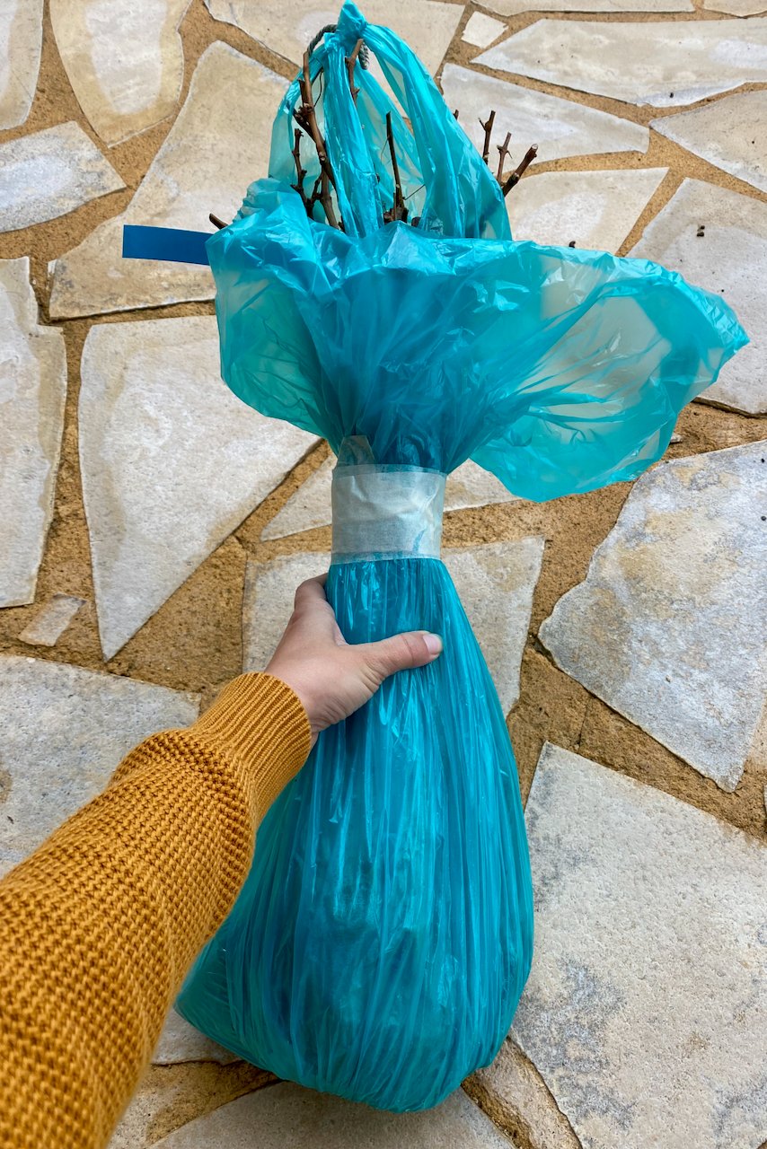 woman's hands holding bare root grapevines