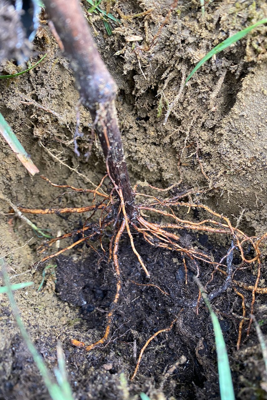 Planting a grapevine in the soil