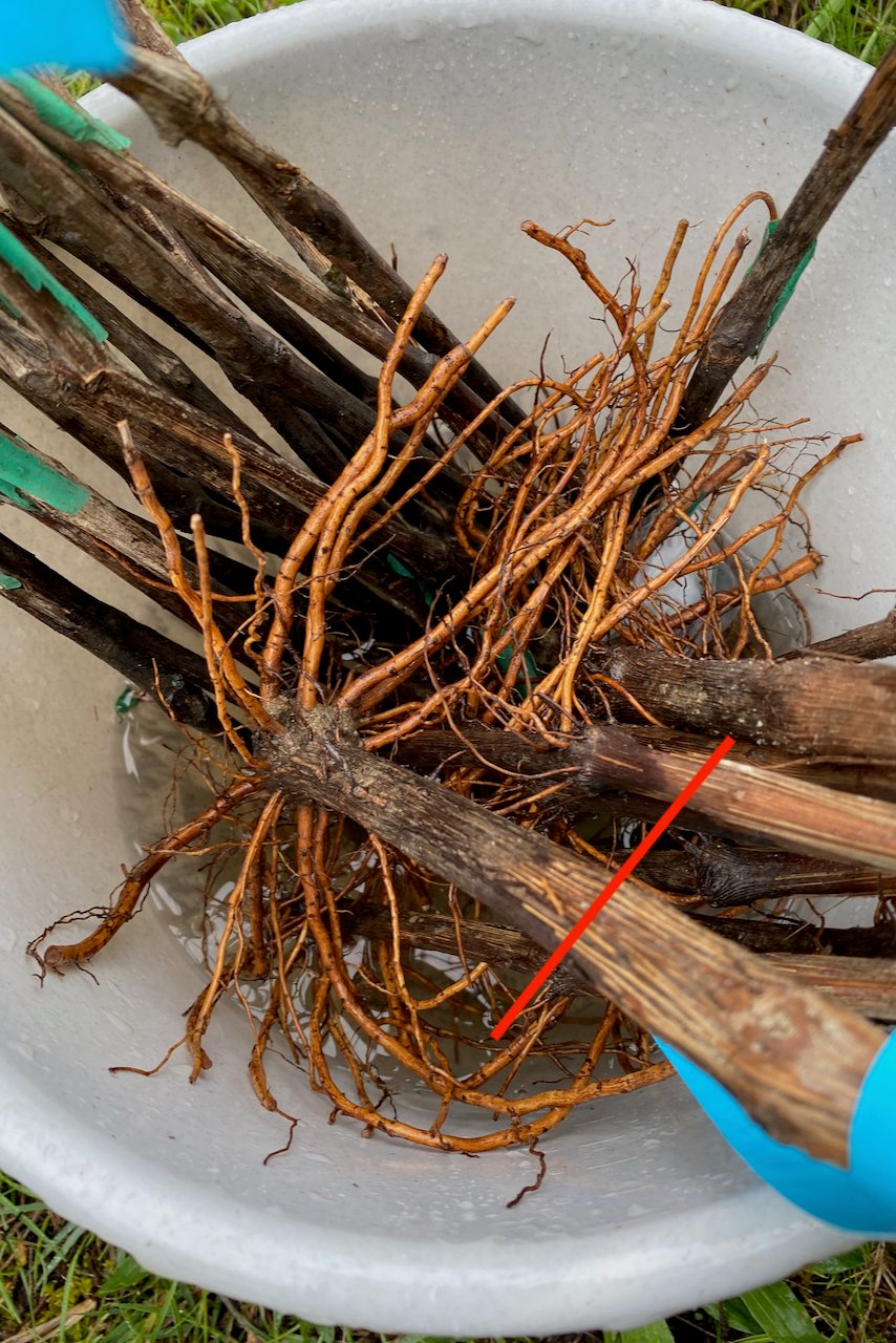 Bucket full of grapevines, with dark soil line marked by a red line