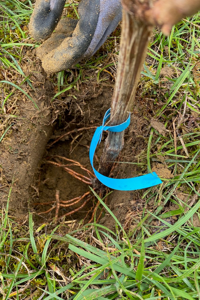 Planting a grapevine in the soil