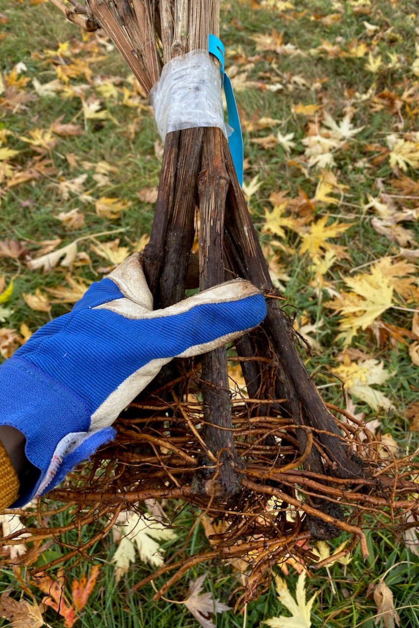 Gloved hand holding bare root grapevines