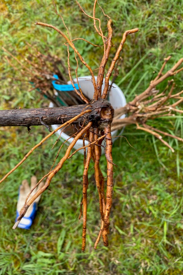 How to Plant Bare Root Grapevines the Right Way