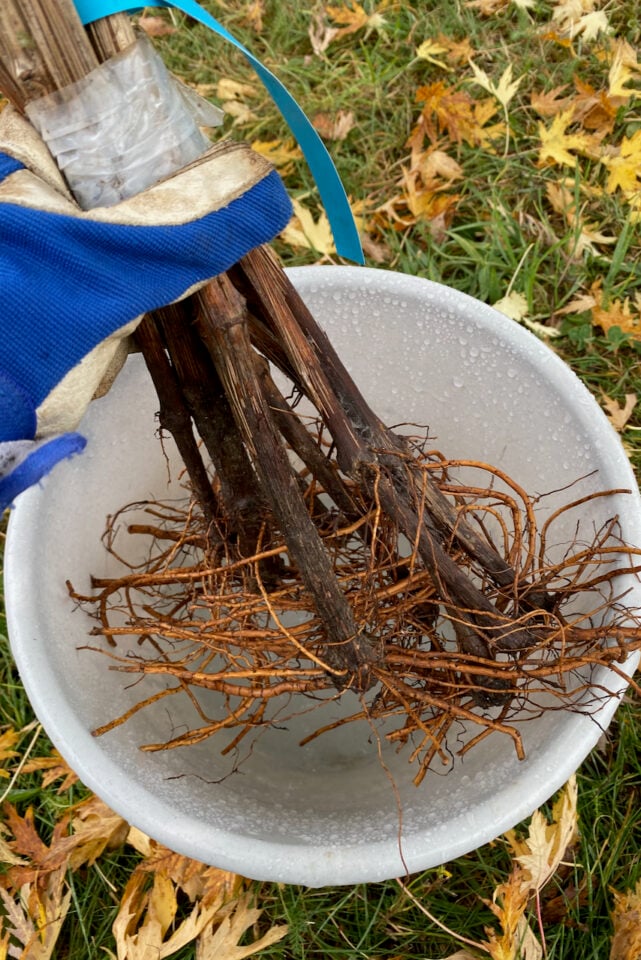 How to Plant Bare Root Grapevines the Right Way