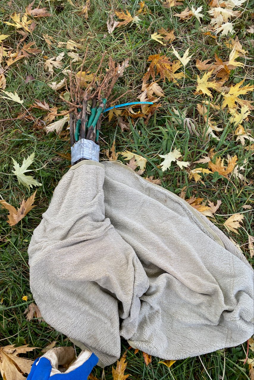 Bare root grapevines wrapped in a damp towel