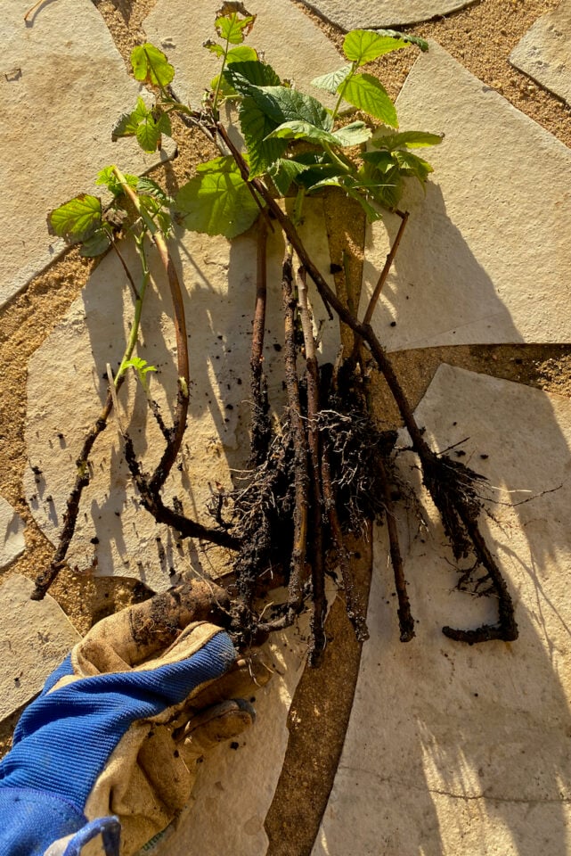 7 Steps to Plant Raspberries The Right Way - Enjoy Berries All Summer ...