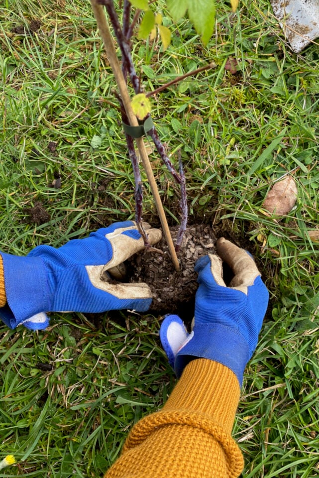 7 Steps to Plant Raspberries The Right Way - Enjoy Berries All Summer ...
